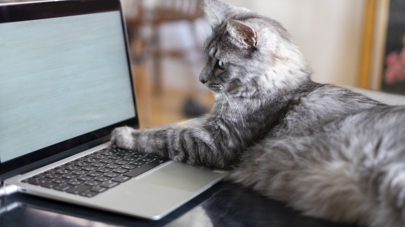 【動画】テレワーク中？もっともらしい顔でパソコンを眺める猫(･∀･)