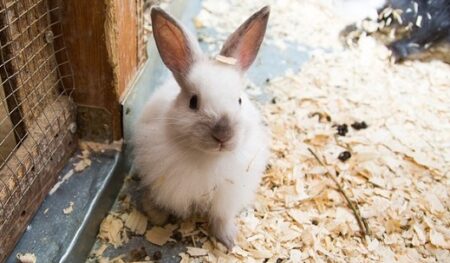 【うらやま】立ち上がって飼い主にキス・・ウサギの愛情表現が素敵すぎた！
