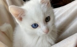 【ﾆｬ ﾆｬ ﾆｬ】動くたびに声が出ちゃうオッドアイの猫、美しい