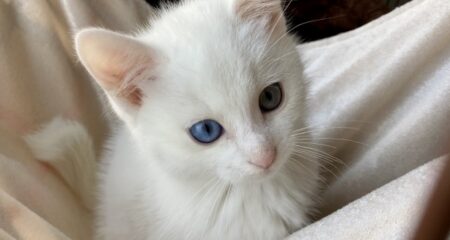 【ﾆｬ ﾆｬ ﾆｬ】動くたびに声が出ちゃうオッドアイの猫、美しい