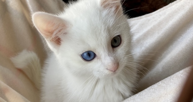 【ニャ ニャ ニャ】動くたびに声が出ちゃうオッドアイの猫、美しい