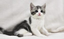 台所の様子が気になって仕方ない猫、動きが可愛いｗｗｗｗ