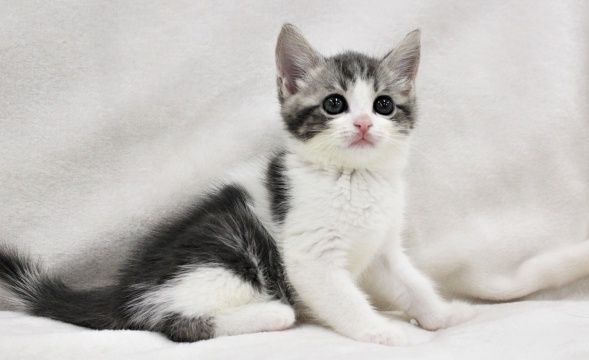 台所の様子が気になって仕方ない猫、動きが可愛いｗｗｗｗ