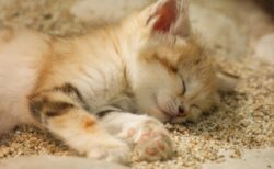 【動画】栃木の動物園にいる世界最小級の野生ネコ「スナネコ」の赤ちゃん　くるっと回る姿が可愛いすぎる！