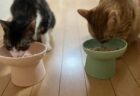 獣医師さん「猫の食器を食べやすい高さに置くと、食道や腹部への負担が減り嘔吐しにくくなります」