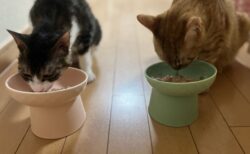 獣医師さん「猫の食器を食べやすい高さに置くと、食道や腹部への負担が減り嘔吐しにくくなります」