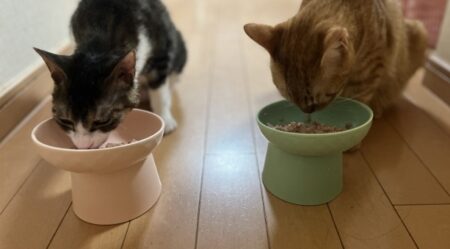 獣医師さん「猫の食器を食べやすい高さに置くと、食道や腹部への負担が減り嘔吐しにくくなります」