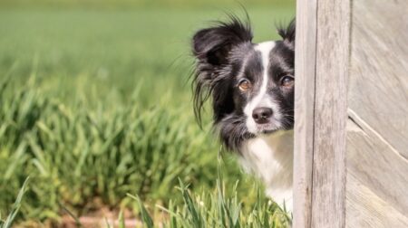 【楽しそう】犬といっしょにトレーニング！最後のハイタッチがたまらない