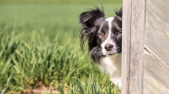 【楽しそう】犬といっしょにトレーニング!最後のハイタッチがたまらない