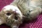 カメラ目線で謎の動きをする猫ちゃん。何故こんなに癒されるのか！