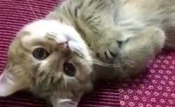 カメラ目線で謎の動きをする猫ちゃん。何故こんなに癒されるのか！