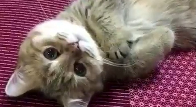 カメラ目線で謎の動きをする猫ちゃん。何故こんなに癒されるのか！