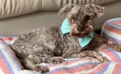 【え】寝ている子の布団を引きはがして遊ぶ犬、楽しそうｗｗｗｗ