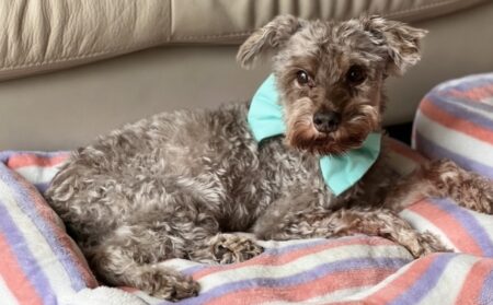 【え】寝ている子の布団を引きはがして遊ぶ犬、楽しそうｗｗｗｗ