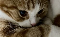 【美人】可愛い声で話しかけてくる猫ちゃんが最高に可愛い！