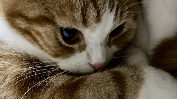 【美人】可愛い声で話しかけてくる猫ちゃんが最高に可愛い！