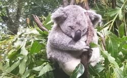 【すやすや】枝に掴まり爆睡してるふわふわコアラ、気持ちよさそう～