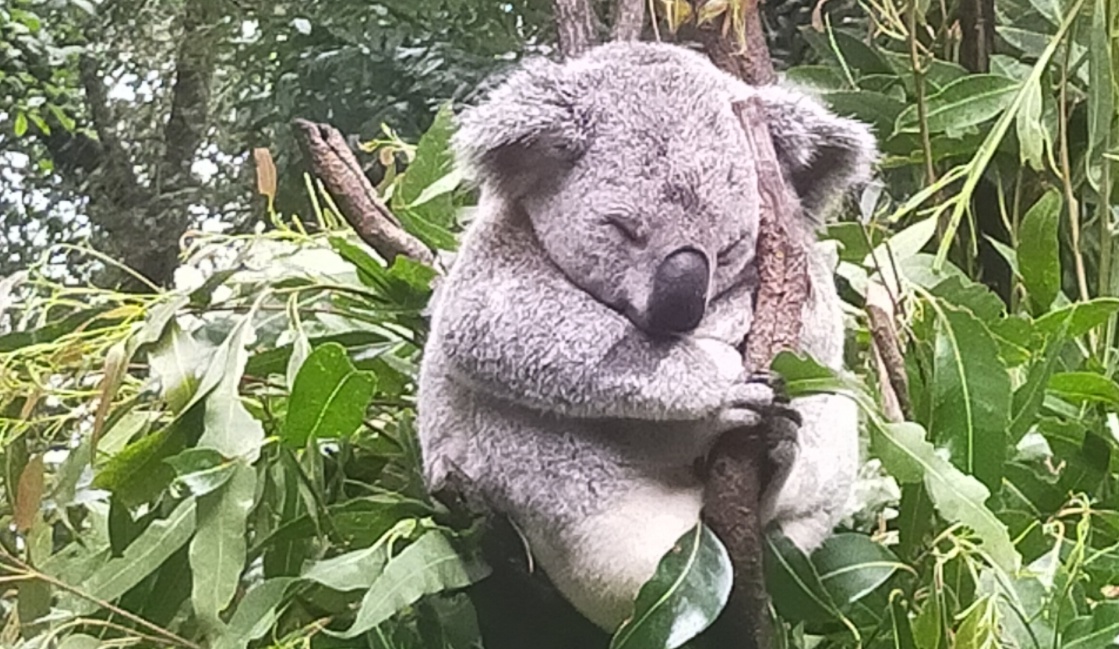 【すやすや】枝に掴まり爆睡してるふわふわコアラ、気持ちよさそう～