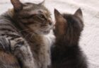 【ﾆｬｰﾆｬｰ】ママに甘えたい子猫と、子猫を愛でるママ　なんとも微笑ましい！