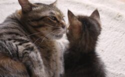 【ﾆｬｰﾆｬｰ】ママに甘えたい子猫と、子猫を愛でるママ　なんとも微笑ましい！