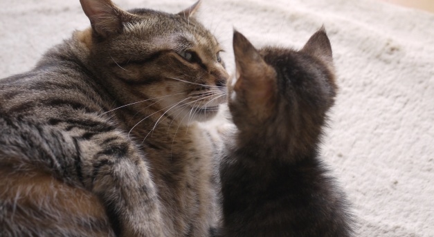 【ニャーニャー】ママに甘えたい子猫と、子猫を愛でるママ なんとも微笑ましい!