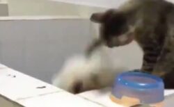 【動画】犬のジャンプに合わせて「ドリブル」をする猫ｗｗｗｗ