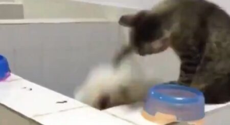 【動画】犬のジャンプに合わせて「ドリブル」をする猫ｗｗｗｗ