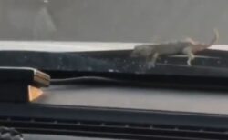 高速に乗ったらワイパーのスキマから「ヤモリ」が出てきた！がんばれ！！