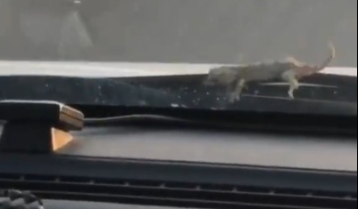 高速に乗ったらワイパーのスキマから「ヤモリ」が出てきた！がんばれ！！