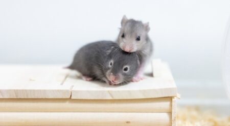 ハムスターの子どもたちを手のひらに乗せてみたら。。暖かそう！