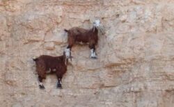 【高所】びっくりするような所まで登ってくヤギ達、なぜ？！