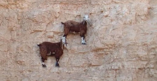 【高所】びっくりするような所まで登ってくヤギ達、なぜ?!