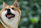 【えｗ】独特な体勢で寝る柴犬くん、これで寝れるのか！？