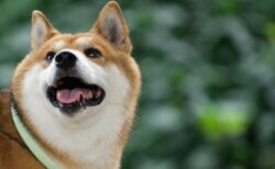 【えｗ】独特な体勢で寝る柴犬くん、これで寝れるのか！？