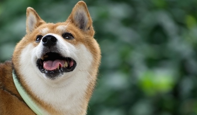 【えｗ】独特な体勢で寝る柴犬くん、これで寝れるのか！？