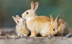 【激かわ】赤ちゃんうさぎが大あくびする瞬間・・・