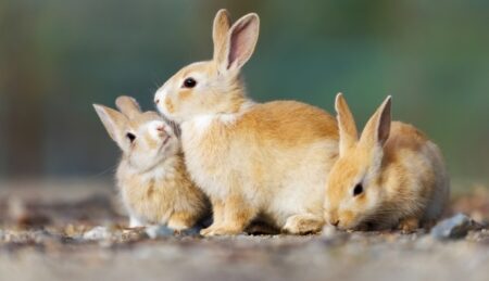 【激かわ】赤ちゃんうさぎが大あくびする瞬間・・・