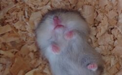 【ﾓｸﾞﾓｸﾞﾓｸﾞﾓｸﾞ】何か食べてる夢をみてるハムスター、口も手も動いてて可愛い(笑)