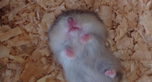 【モグモグモグモグ】何か食べてる夢をみてるハムスター、口も手も動いてて可愛い(笑)