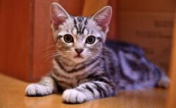 【天才】カメラの上にちゅーるをくっつけたら・・カメラ目線の猫を確実に撮影できるシステムに！