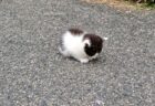 【子猫】道路のど真ん中に「ちっちゃい毛玉」が落ちてました・・