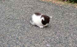 【子猫】道路のど真ん中に「ちっちゃい毛玉」が落ちてました・・
