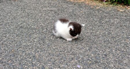 【子猫】道路のど真ん中に「ちっちゃい毛玉」が落ちてました・・