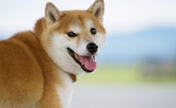 【メトロノーム】国宝級の柴犬の尻尾、立派すぎるｗ