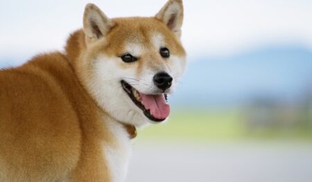 【メトロノーム】国宝級の柴犬の尻尾、立派すぎるｗ