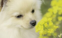 【妖精】シロツメクサの中を駆け回るポメラニアン、可愛すぎた！