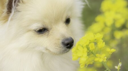 【妖精】シロツメクサの中を駆け回るポメラニアン、可愛すぎた！