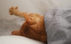 【動画】グー、パーが得意なねこちゃんが話題「パーが可愛すぎる」