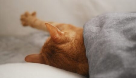 【動画】グー、パーが得意なねこちゃんが話題「パーが可愛すぎる」