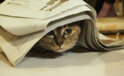 【笑】プリンターの前を陣取り動きを見張る猫！おっかなびっくりさがカワイイｗｗｗｗ